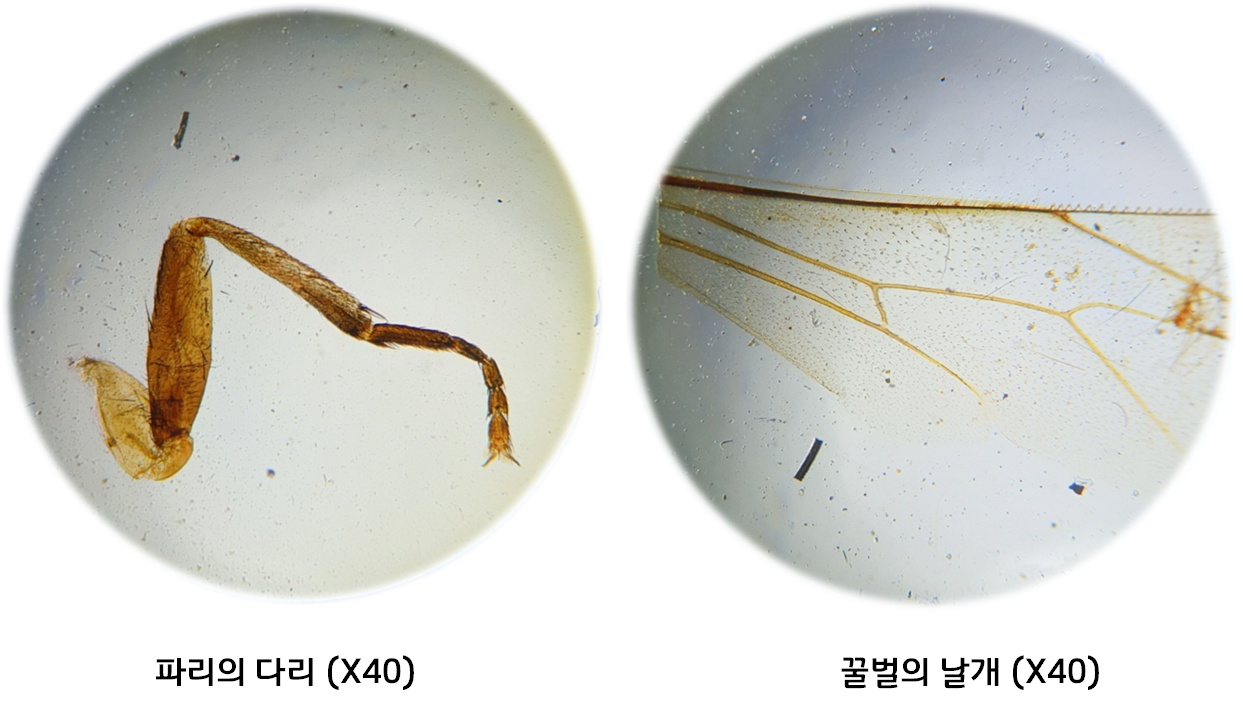 파리다리꿀벌날개(X40).png