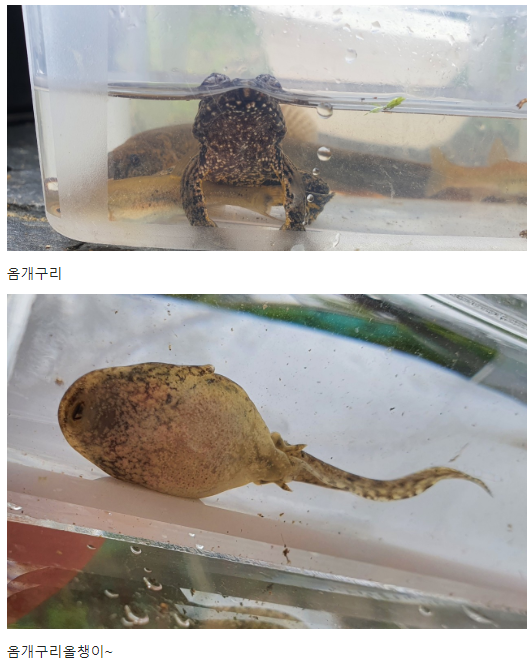 성죽천_옴개구리_광교초.png