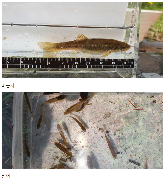 버들치밀어_성죽천_광교초.png