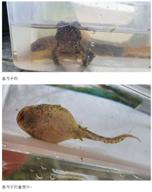 성죽천_옴개구리_광교초.png